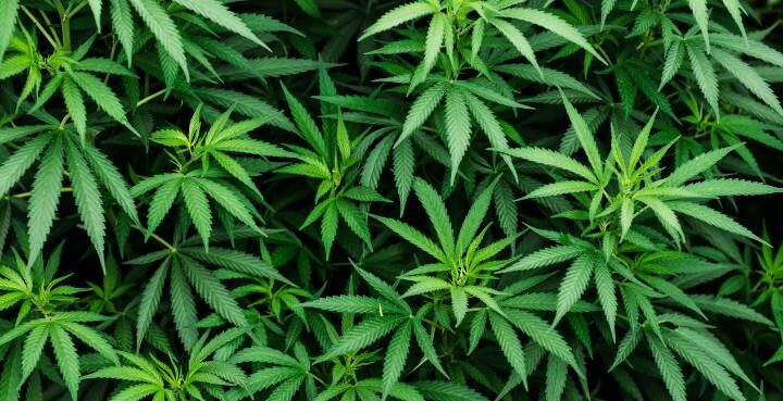 Does Smoking Marijuana Kill Brain Cells - Southeastaddiction