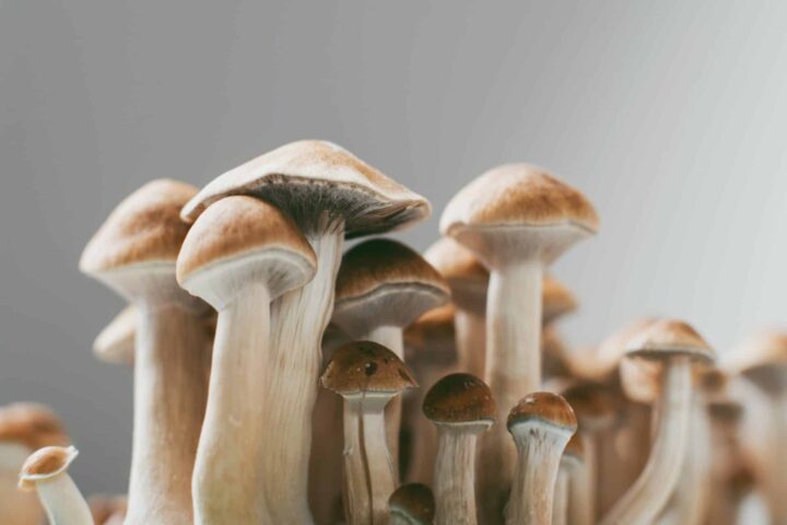 Dangers and Side Effects of Smoking Shrooms